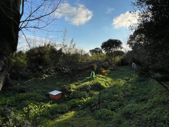 陽明山正臨路方正茂盛土地