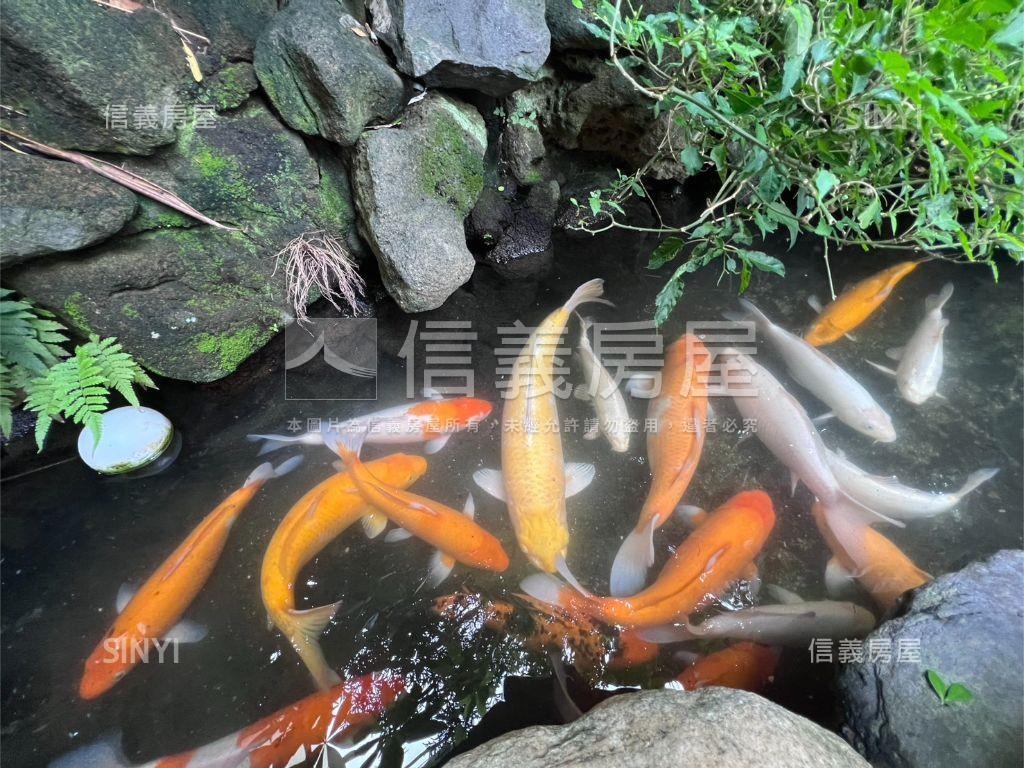 水池裡面錦鯉魚庭院一樓戶房屋室內格局與周邊環境