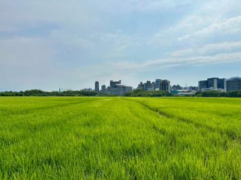 關渡豐年三小段農地