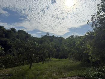 左鎮約４分農地