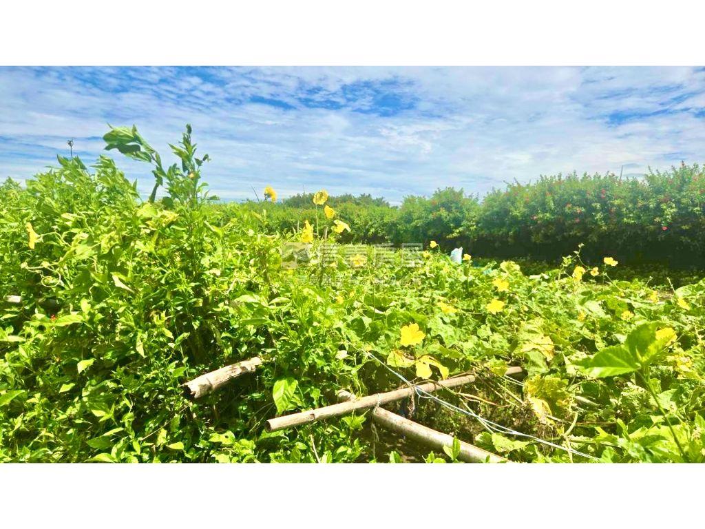 林口下福約６８５坪土地房屋室內格局與周邊環境