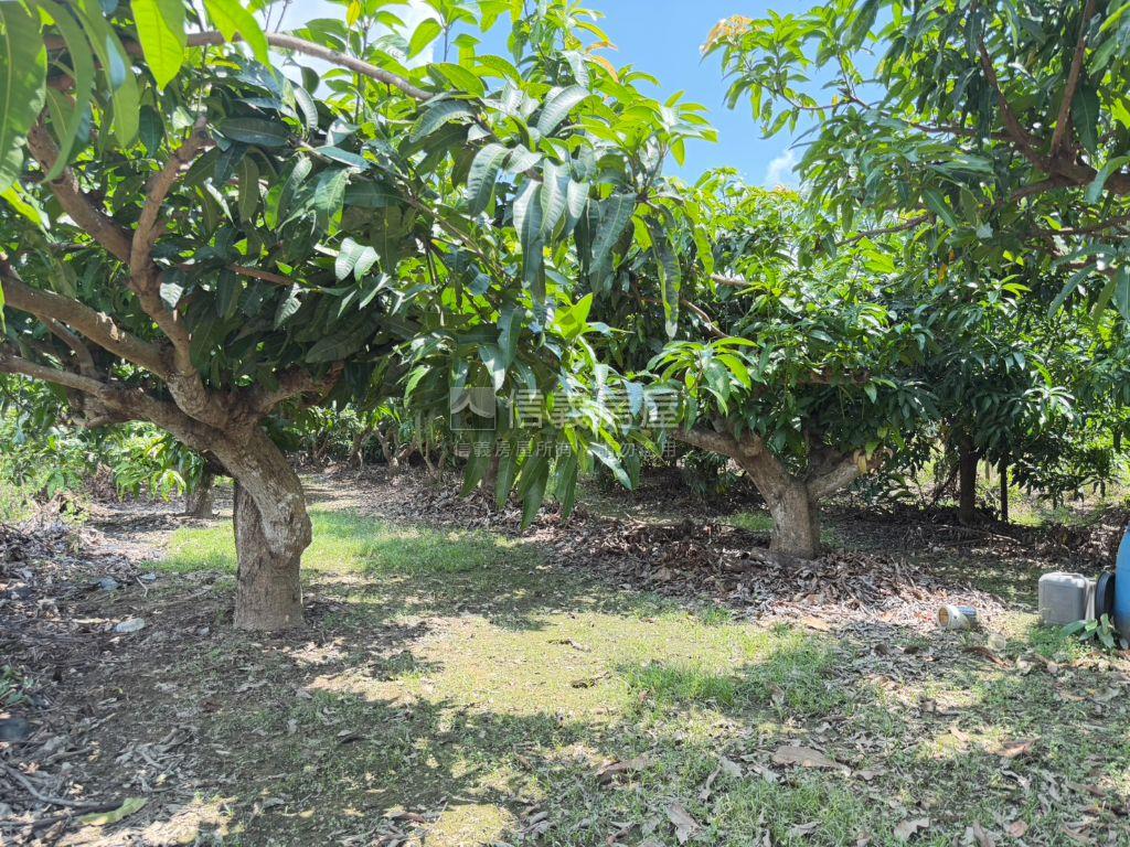 新化｜持分農地房屋室內格局與周邊環境