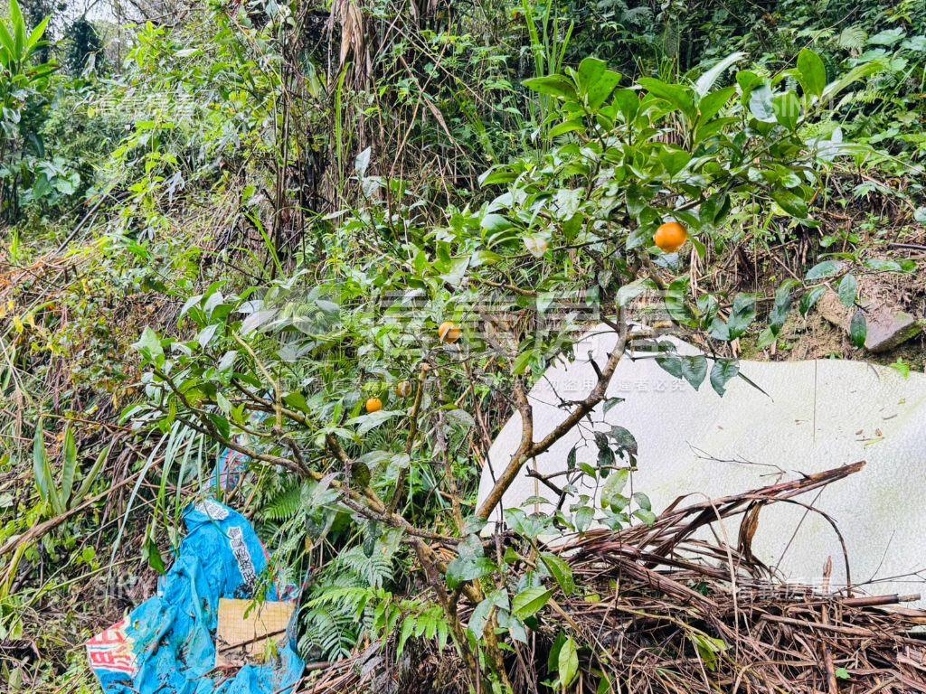 悠活●恬靜●百坪逾農地房屋室內格局與周邊環境