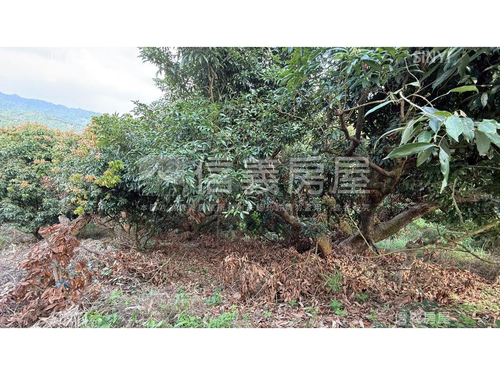 俗俗山坡地有水有電房屋室內格局與周邊環境