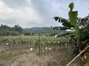 ★專任！集集臨路開心農場