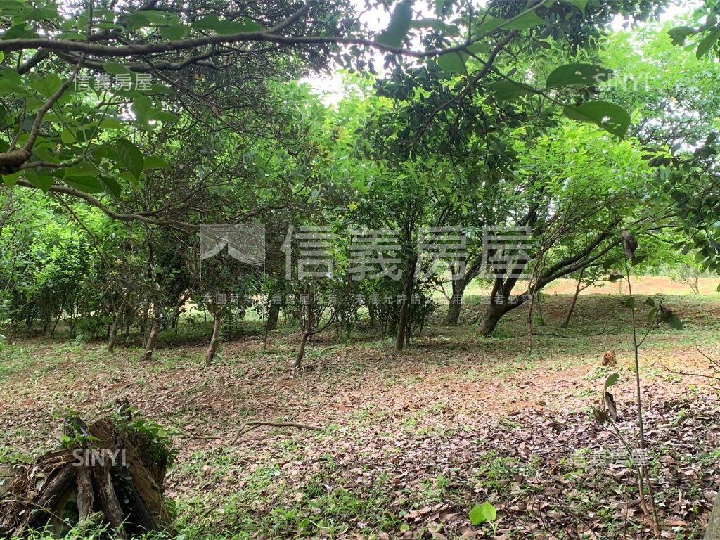千坪雙面臨路櫻花大農地房屋室內格局與周邊環境