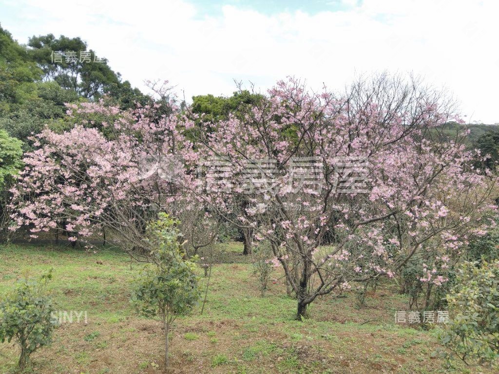 千坪雙面臨路櫻花大農地房屋室內格局與周邊環境