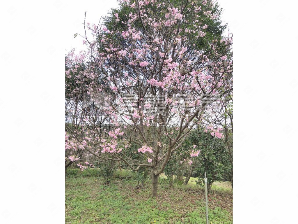 千坪雙面臨路櫻花大農地房屋室內格局與周邊環境